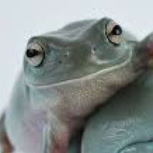 Meet your Posher, Cafell